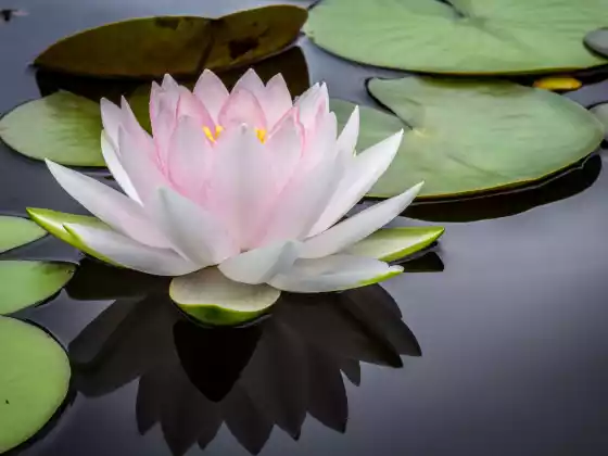 Preguntas y respuestas sobre Reiki nivel 1